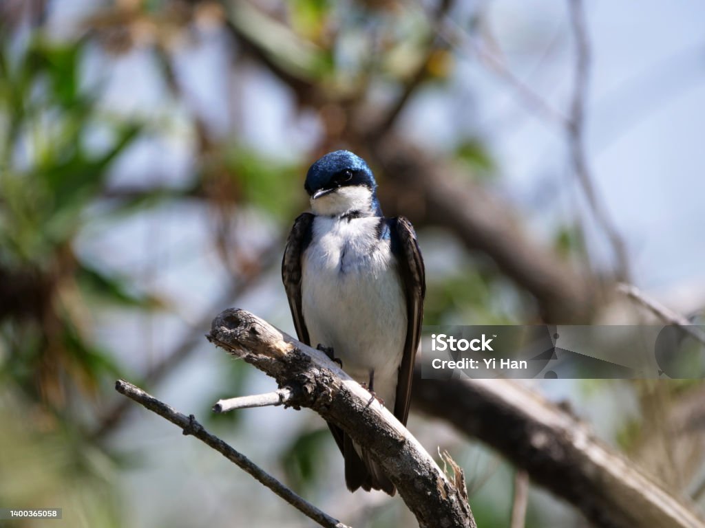 A Tree Swallow Perching on a Branch A tree swallow perching on a branch. Animal Stock Photo