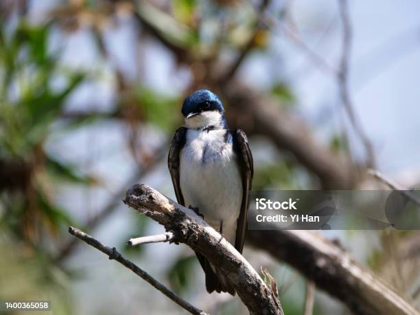 A Tree Swallow Perching On A Branch Stock Photo - Download Image Now - Animal, Animal Body Part, Animal Wildlife