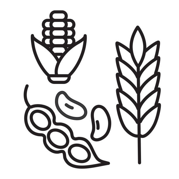 ilustraciones, imágenes clip art, dibujos animados e iconos de stock de modern farm and agriculture mazorca de maíz, soja y trigo icono concepto estilo de línea delgada - trazo editable - corn corn crop corn on the cob isolated