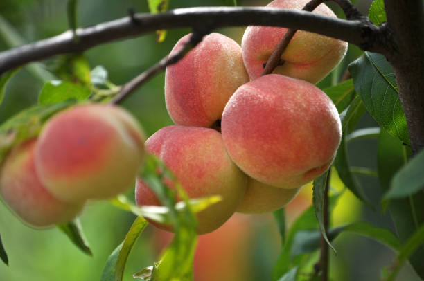istock On the tree branch ripe peach fruits 1400366646
