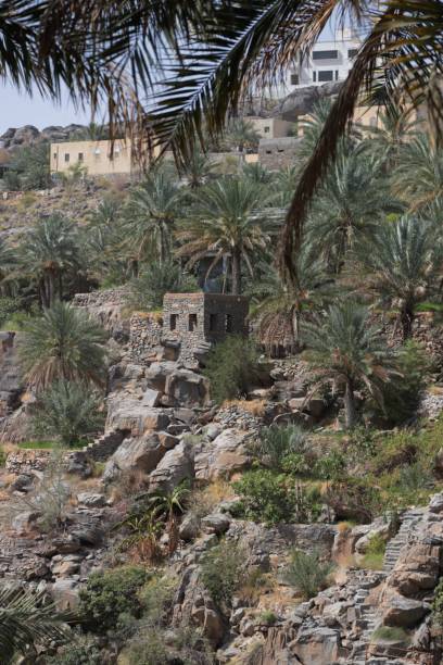 오만에있는 misfat al abriyeen 마을의 농장 - misfat al abriyeen 뉴스 사진 이미지