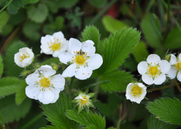 istock Wild strawberries bloom in nature 1400367622