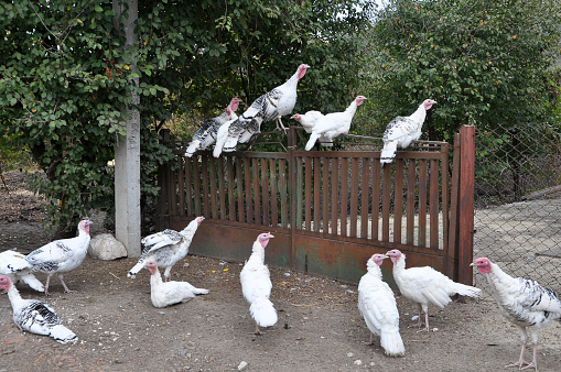 Herd of home turkeys in a rural backyard