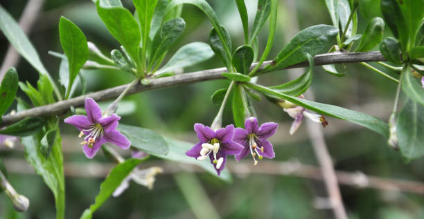 istock Flowering Lycium barbarum 1400367633