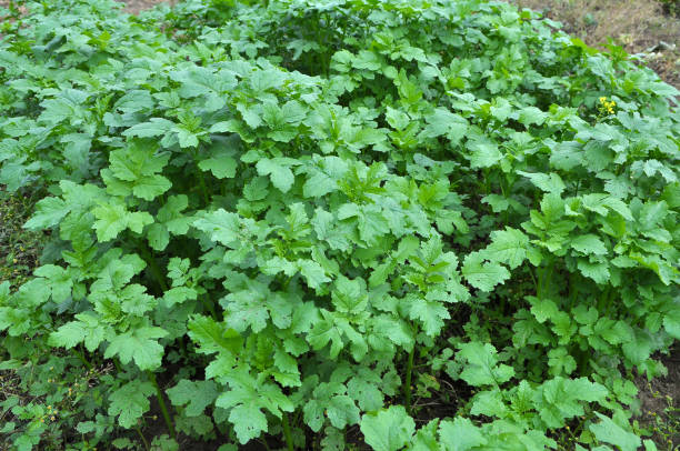 istock Mustard sprouts grown for organic green fertilizer 1400367666