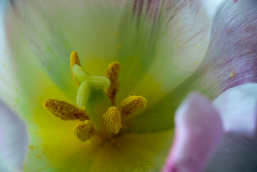 Inner part of pink tulip flower bud with smooth delicate petals. Tulips heart with yellow pistil, stamens macro photo. Flowers background for a greeting card. Spring, summer seasonal flora full bloom.