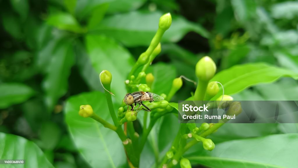 Insect on leaf Eyes of bee Beauty Stock Photo