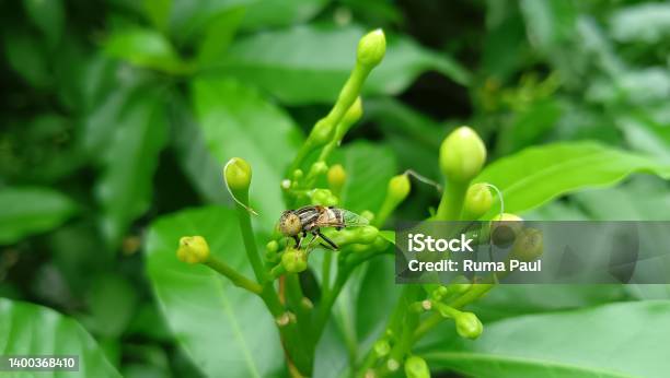 Insect On Leaf Stock Photo - Download Image Now - Beauty, Beauty In Nature, Botany