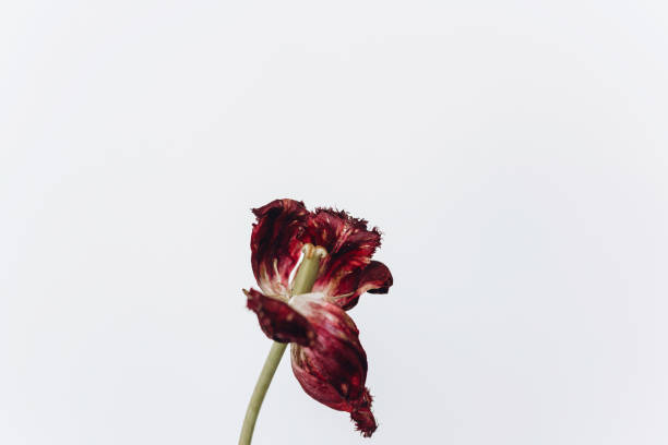istock Faded tulip. Withered red flower on white background. Floral composition, wallpaper 1400368727