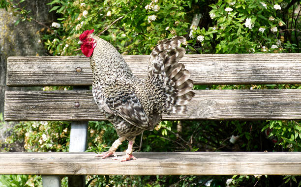 Singing rooster in the park isolated on blurry background.