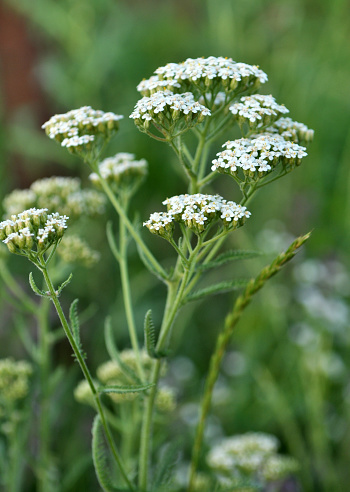 Yarrow (Achillea) blooms in the wild among grasses