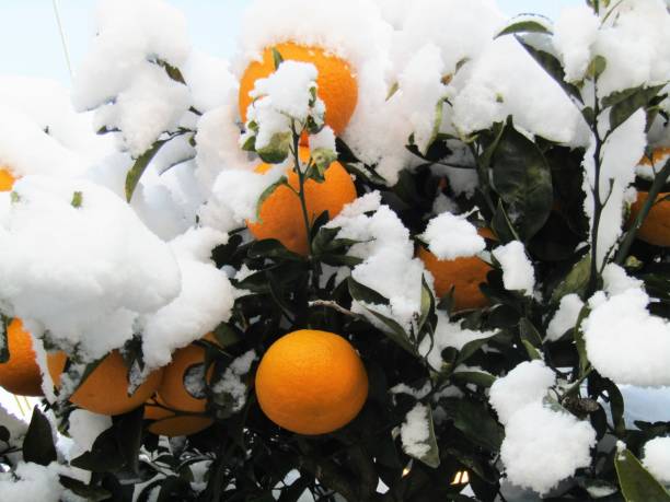 istock Oranges in the morning after snowing night. 1400370486