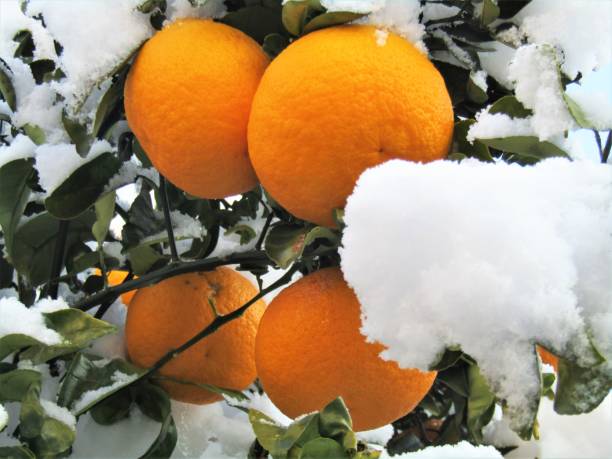 istock Oranges in the morning after snowing night. 1400370546