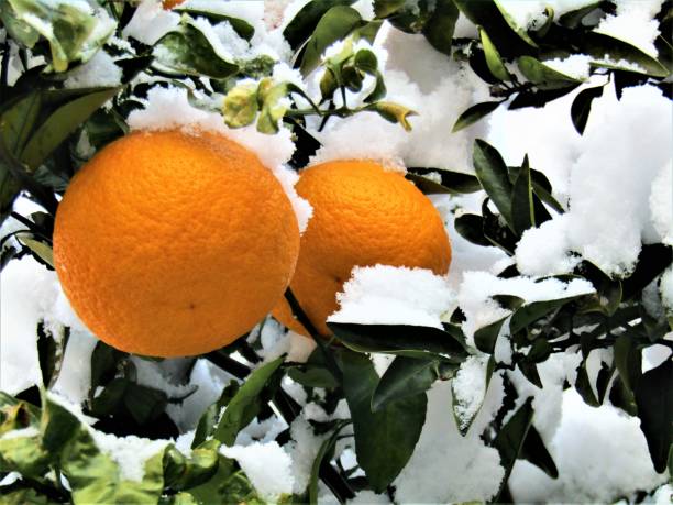 istock Oranges in the morning after snowing night. 1400370547