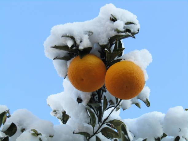 istock Oranges in the morning after snowing night. 1400370548