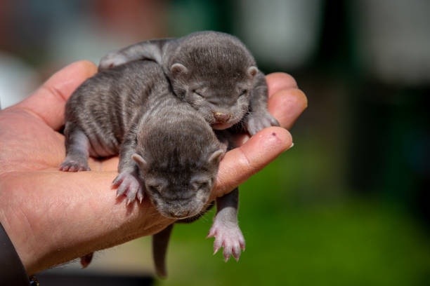 istock Brown mink puppies on the farm 1400370558