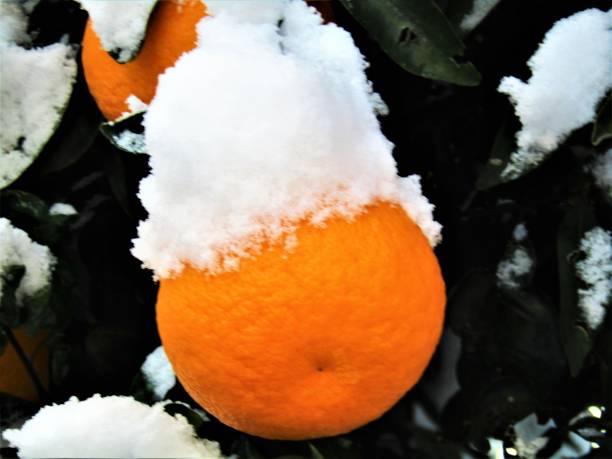 istock Oranges in the morning after snowing night. 1400371092