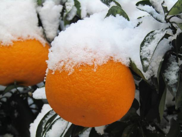 istock Oranges in the morning after snowing night. 1400371096