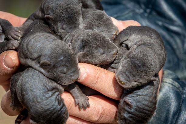 istock Black little mink puppies in sunlight 1400371283