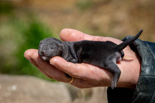 istock Black little mink puppies in sunlight 1400371310