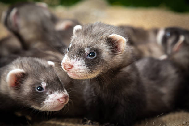 istock Wild ferret puppies on a farm 1400371600