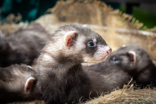 istock Wild ferret puppies on a farm 1400371608