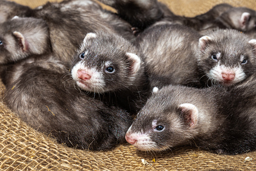 Wild ferret puppies on a farm in sunny weather