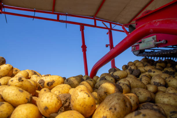 istock Agricultural potato harvest 1400372520