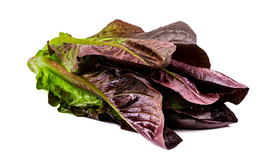 Newly harvested red lettuce on an isolated white background