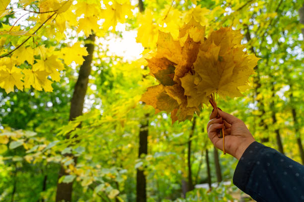 istock Hand with yellow maple leaves in autumn forest landscape. 1400372605