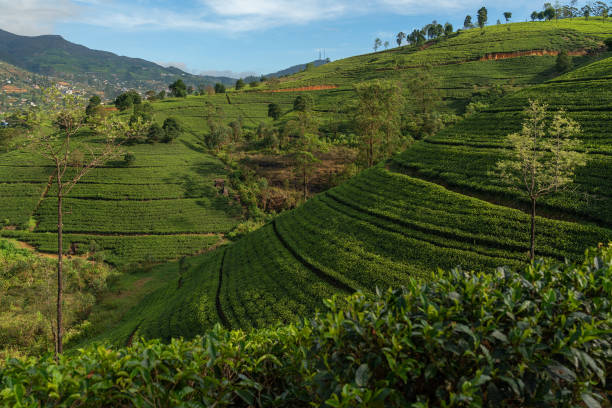 istock Tea fields, Nuwara Eliya green mountains, Sri Lanka 1400372644