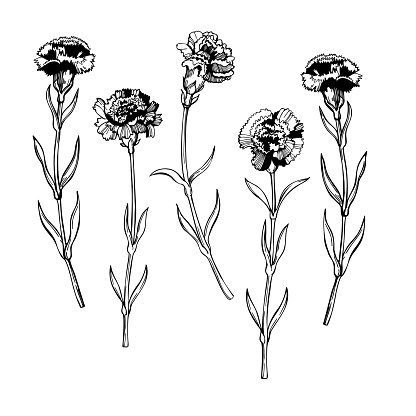 Free download of carnation tattoo design vector graphics and illustrations,  page 9
