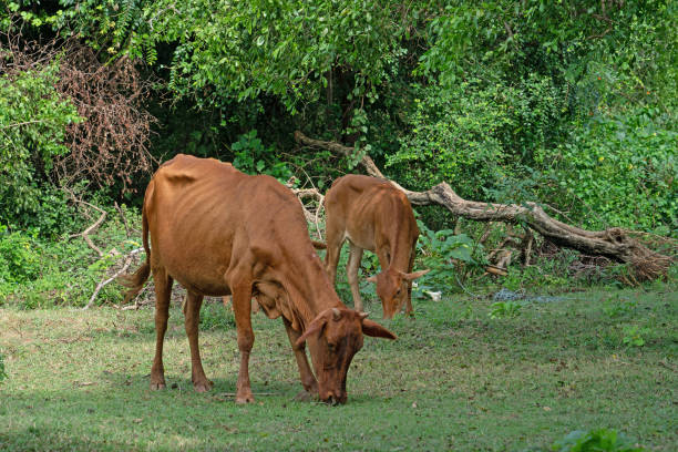 istock Cows feeding in green landscape, Sri Lanka 1400372653