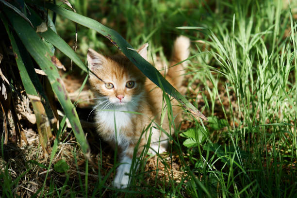 istock Ginger cat playing in the grass, enjoying spring 1400373288