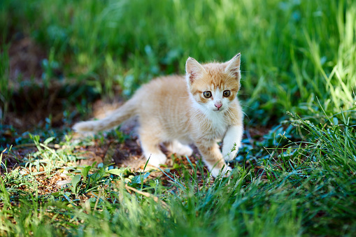 Spring portrait of a little ginger kitten.