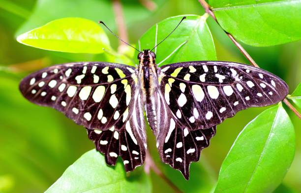 istock Butterfly spreading wings on leaf - animal behavior. 1400373531
