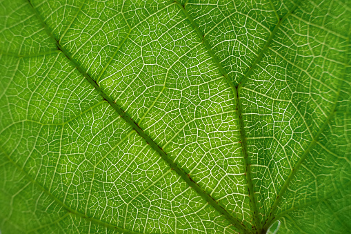 Green Teal Leaf Dark Striped Natural Texture Foliate Pattern Vein Aspidistra Macro Photography Copy Space Background for presentation, flyer, card, poster, brochure, banner Soft Selective Focus