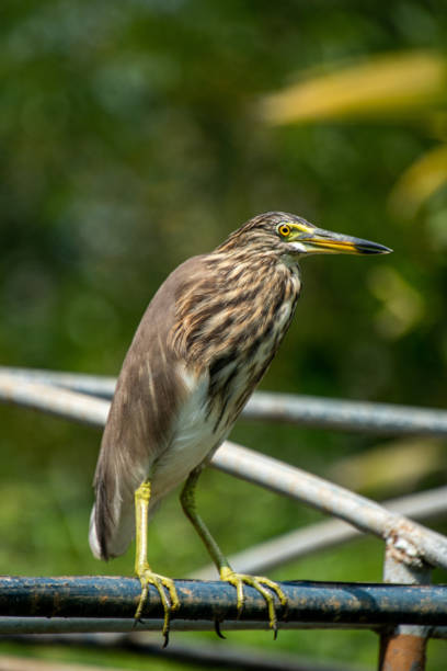istock Indian Pond Heron or PaddyBird 1400375380