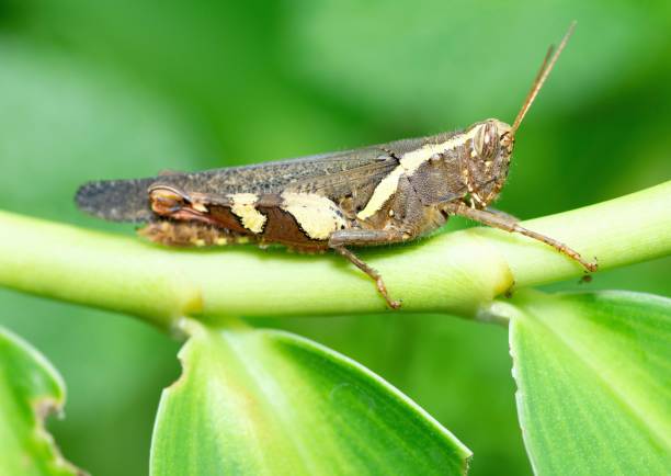 istock Grasshopper on green leaf - animal behavior. 1400375420