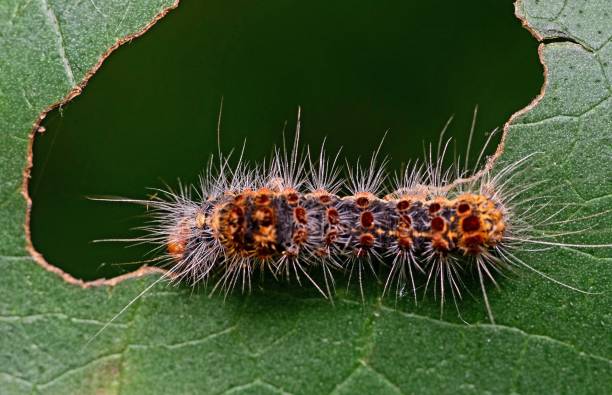istock Caterpillar and leaf with big hole - animal behavior. 1400376098