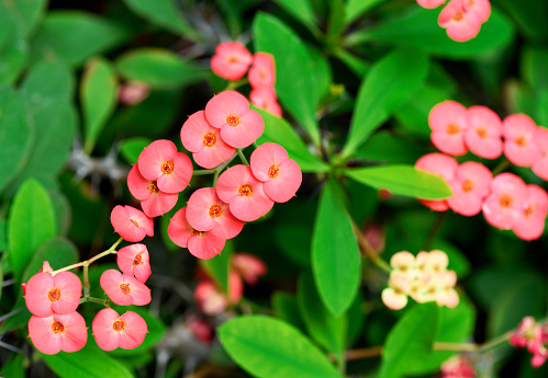 Overhead shot of Euphorbia milii flowers.