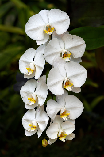 Close-up of Phalaenopsis orchid.