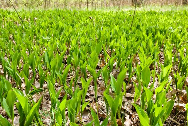istock glade with lily of the valley 1400377228