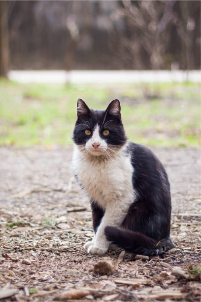 istock A wild black cat wandering in a nature park. 1400378143