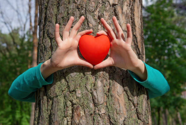 istock Tree hug with red heart in hands outdoors 1400378328