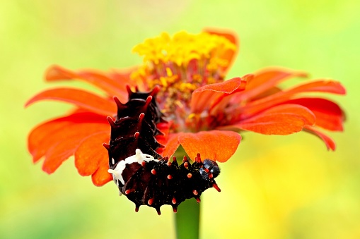 Caterpillar climbing orange flower - animal behavior.