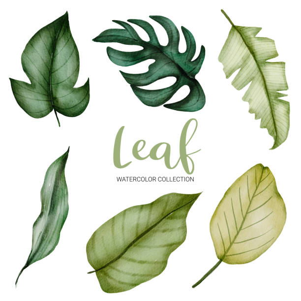 множество видов красивого зеленого листа в стиле акварели - fern frond leaf illustration and painting stock illustrations