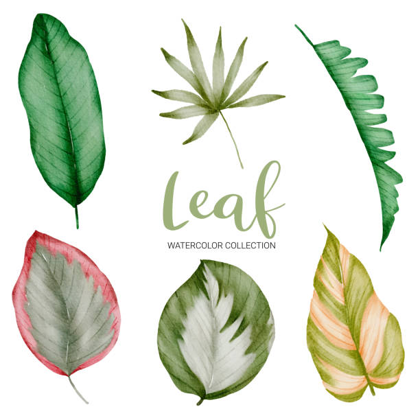 ilustraciones, imágenes clip art, dibujos animados e iconos de stock de muchos tipos de hermosas hojas en estilo acuarela - water rainforest frond tropical climate