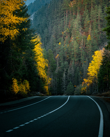 beautiful new road in the coniferous forest canyon in the early morning.