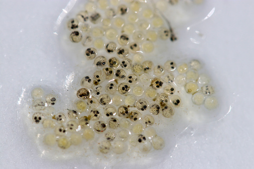 Indian ricefish (Oryzias dancena) eggs born on the artificial spawning bed made of fiber. Close up macro photography.